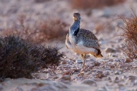 Drop hrivnaty - Chlamydotis undulata - Houbara Bustard o2347